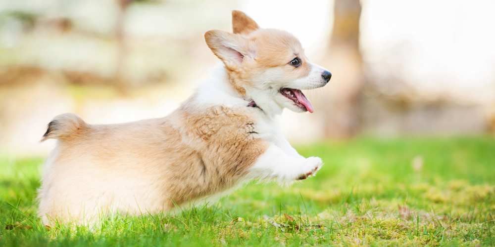 Why Do Corgis Hop Should You Worry About That Corgi Care