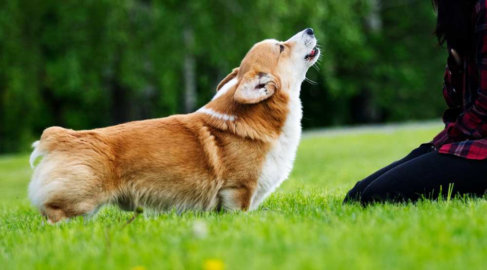 are corgis aggressive with other dogs