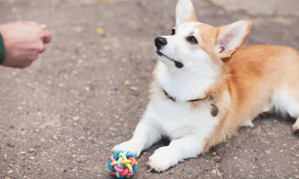 does corgi bark a lot