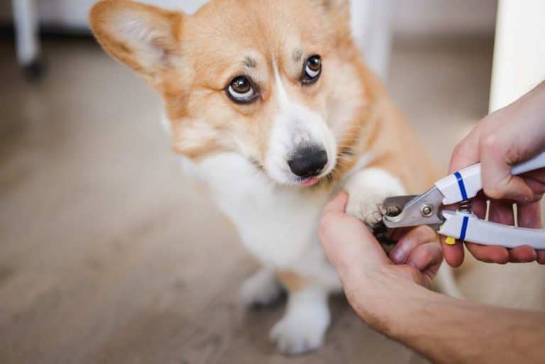 Do Corgis Have Dew Claws? Are Corgis Born With Dew Claws? – Corgi Care