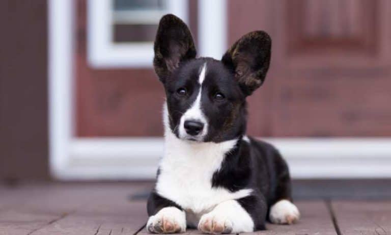 Can Corgis Be Guard Dogs? Do Corgis Protect Their Owners? - Corgi Care