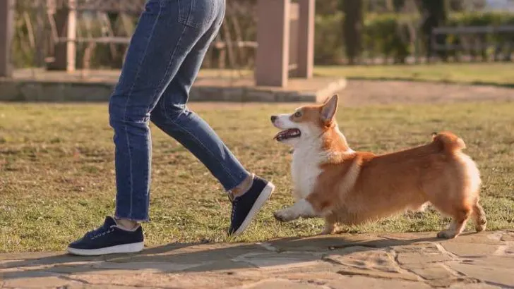 How To Train A Corgi To Heel?