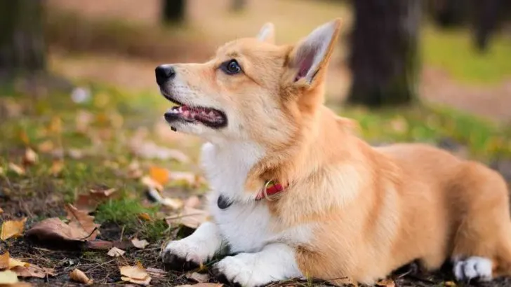 How To Train A Corgi To Lay Down?