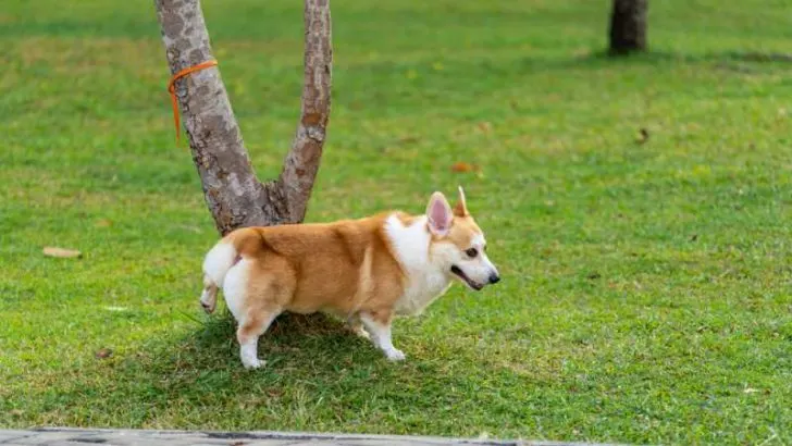 How To Train A Corgi To Pee Outside?