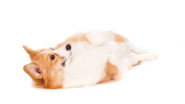 How To Train A Corgi To Roll Over? Can Corgis Roll Over?