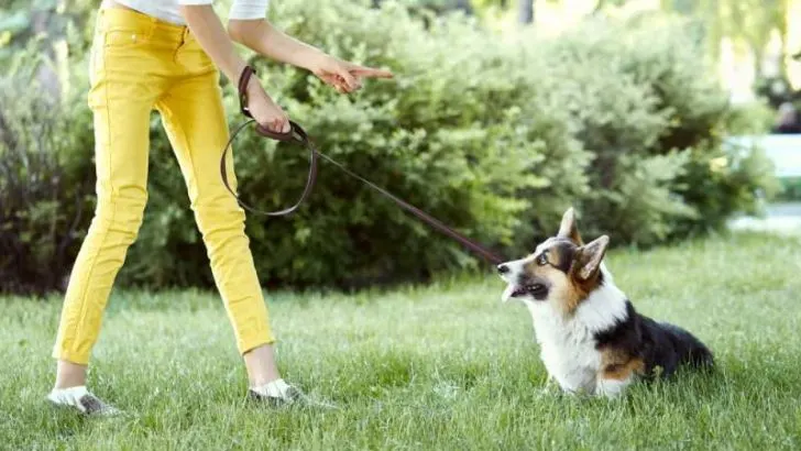 How To Train Your Corgi To Sit? Can Corgis Sit Pretty?
