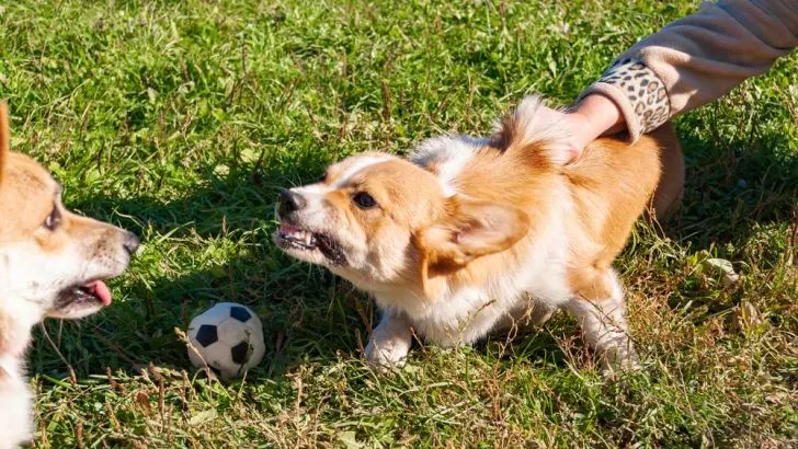 How To Train Your Corgi To Stop Biting?