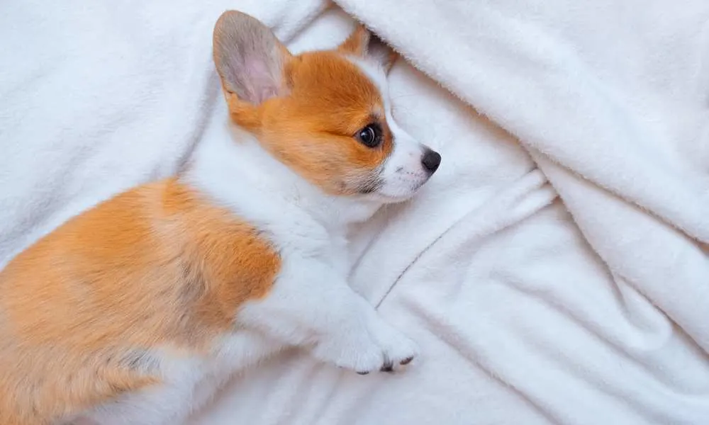 What Does Dm Carrier Mean In Dogs