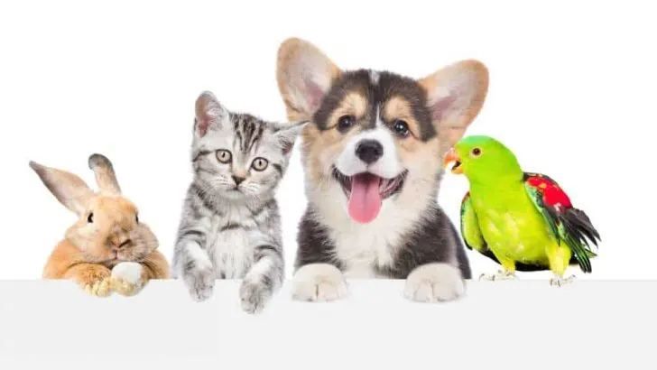 Are Corgis Good With Other Animals? Small Animals?