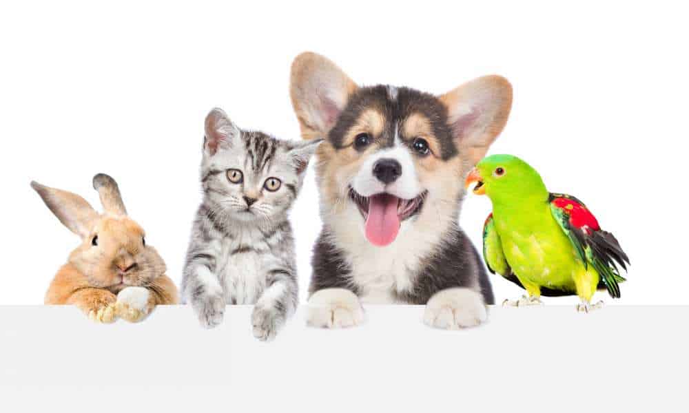 Are Corgis Good With Other Animals? Small Animals?
