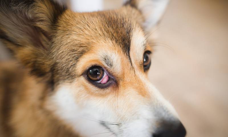 Strabismus in Corgis: Do Corgi Puppies Outgrow Lazy Eyes? - Corgi Care