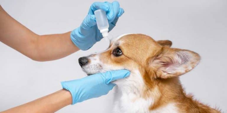 Corgi Health Problems: Most Common Diseases In Corgis - Corgi Care