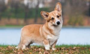Pembroke Welsh Corgi: The Most Detailed Guide – Corgi Care