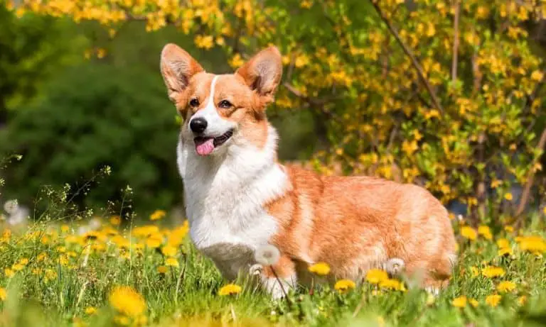 Pembroke Welsh Corgi: The Most Detailed Guide – Corgi Care