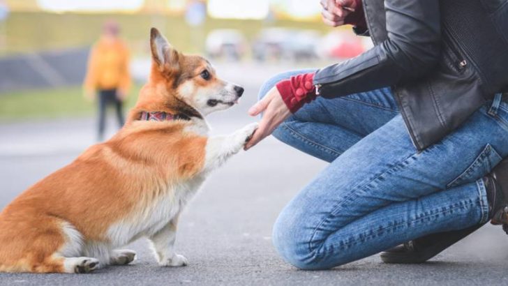 Pododermatitis in Corgis: Why Are My Corgi’s Feet Red and Itchy?