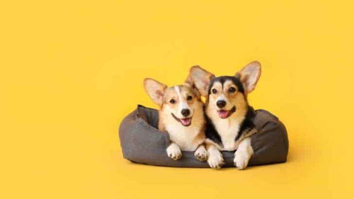 Pros And Cons About Corgis: Good Things And Bad Things