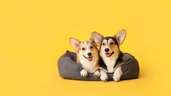Pros And Cons About Corgis: Good Things And Bad Things
