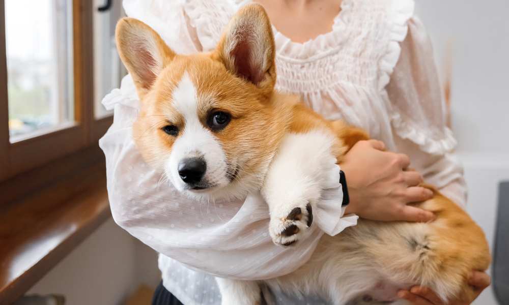 How To Care For A Corgi Corgi Care