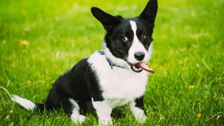 Strabismus in Corgis: Do Corgi Puppies Outgrow Lazy Eyes?