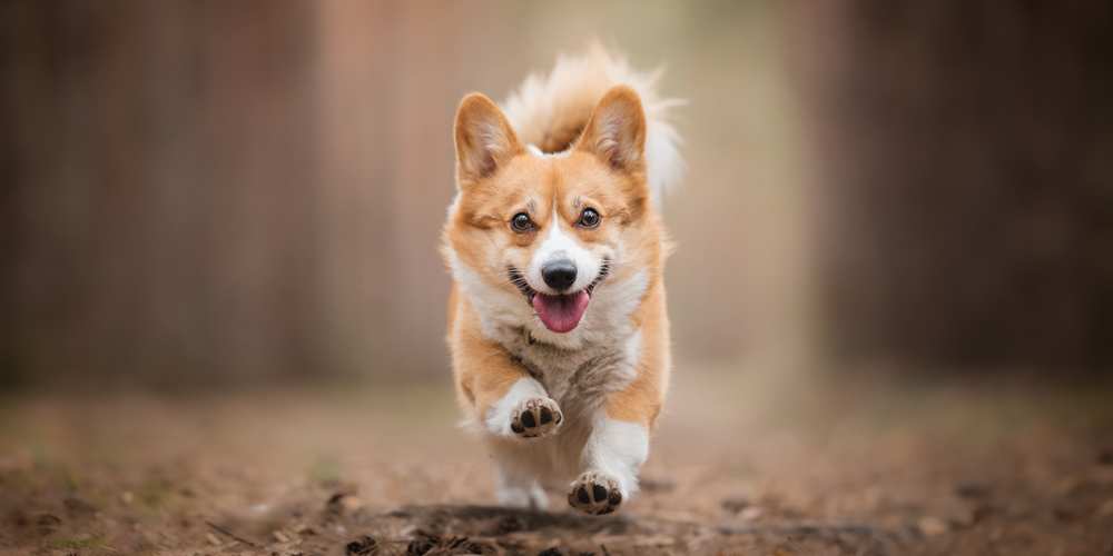 Why Do Corgis Hop Should You Worry About That Corgi Care