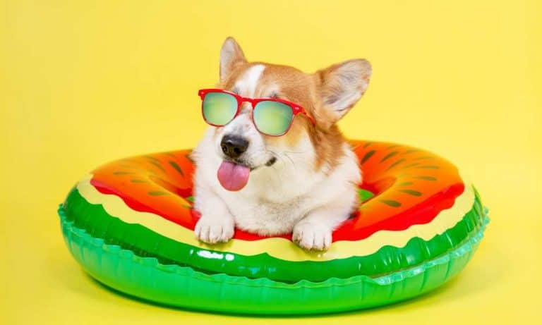 corgi float