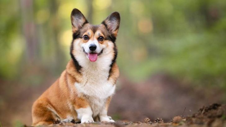 Do Corgis Calm Down After Being Neutered? - Corgi Care