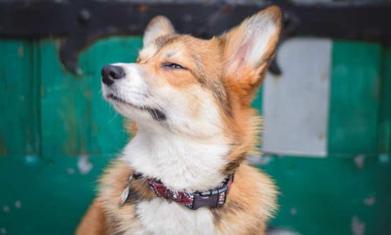 Corgi Shedding: Do Corgis Shed A Lot? - Corgi Care