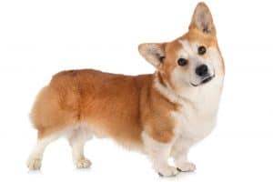 Corgi Size: Are Corgis Small Or Medium Dogs? - Corgi Care