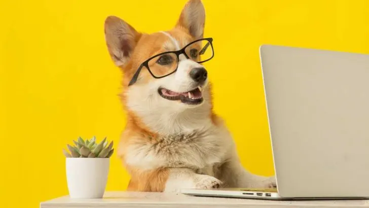 Do Corgis Have Allergies? What Are Corgis Allergic To?