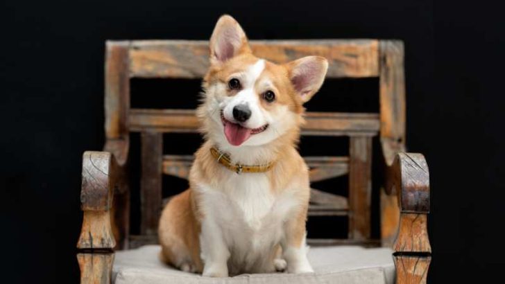 What Are Corgis Famous For?