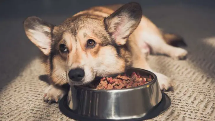 Forbidden Treats: What Are Corgis Not Allowed To Eat?