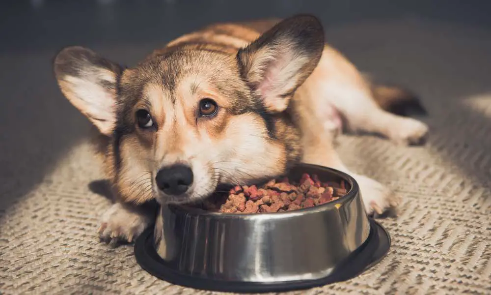 what is the best food for a corgi