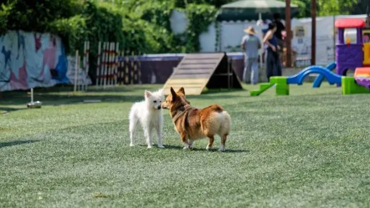 What Are Corgis Related To?