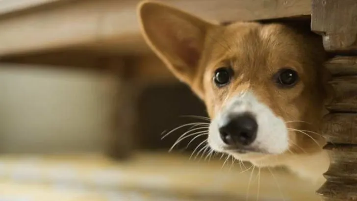 What Are Corgis Scared Of? Is My Corgi Fearless?