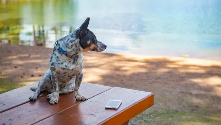 What Are Cowboy Corgis?