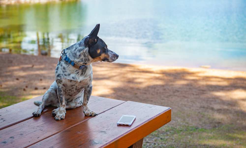 What Are Cowboy Corgis From A To Z Corgi Care