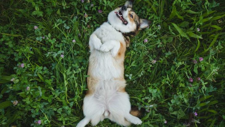 What Do Corgis Usually Die From? How Can You Help Them?