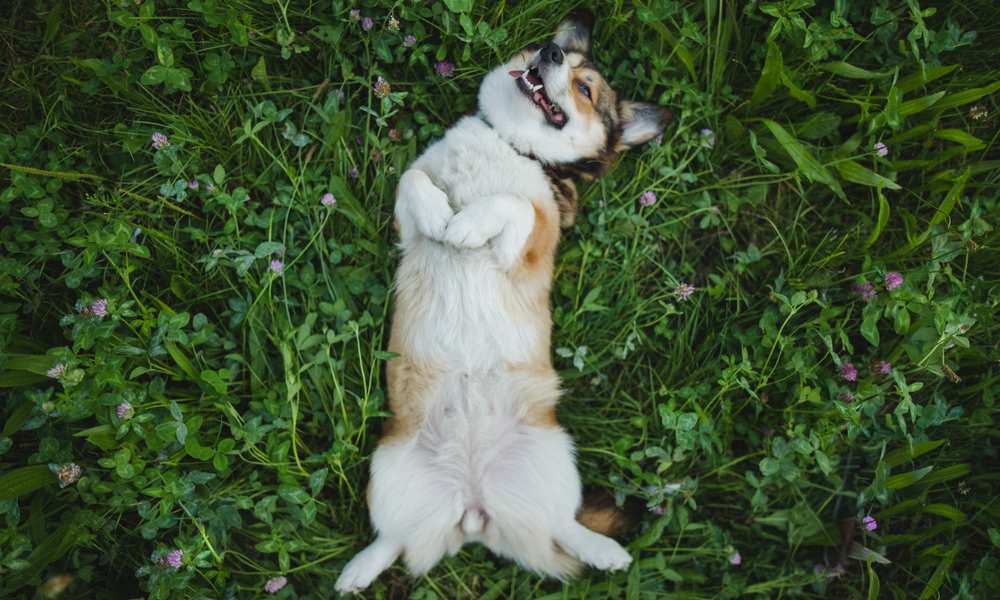 What Do Corgis Usually Die From? How Can You Help Them?