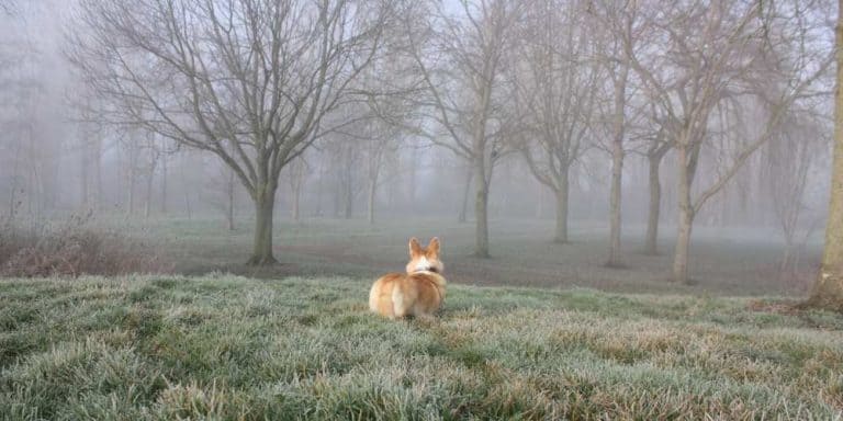 What Is A Fairy Saddle On A Corgi? - Corgi Care