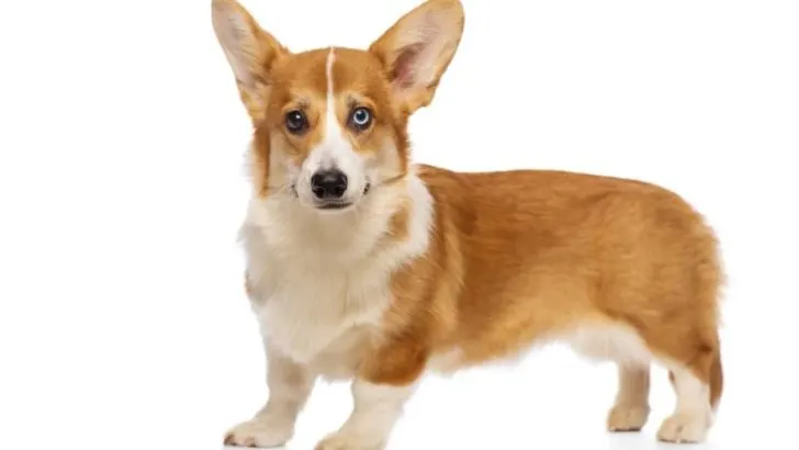 Heterochromia in Corgis: Why Does My Corgi Have Two Different Colored Eyes?