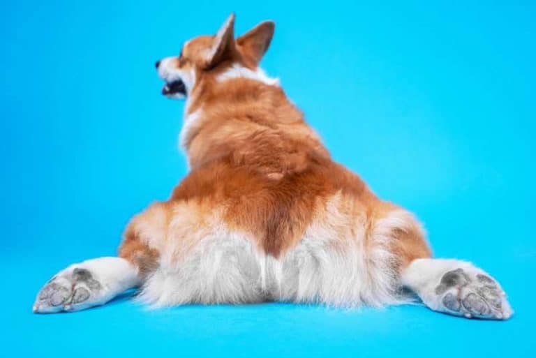 Why Do Corgis Sploot? Is Splooting Bad For Corgis? - Corgi Care