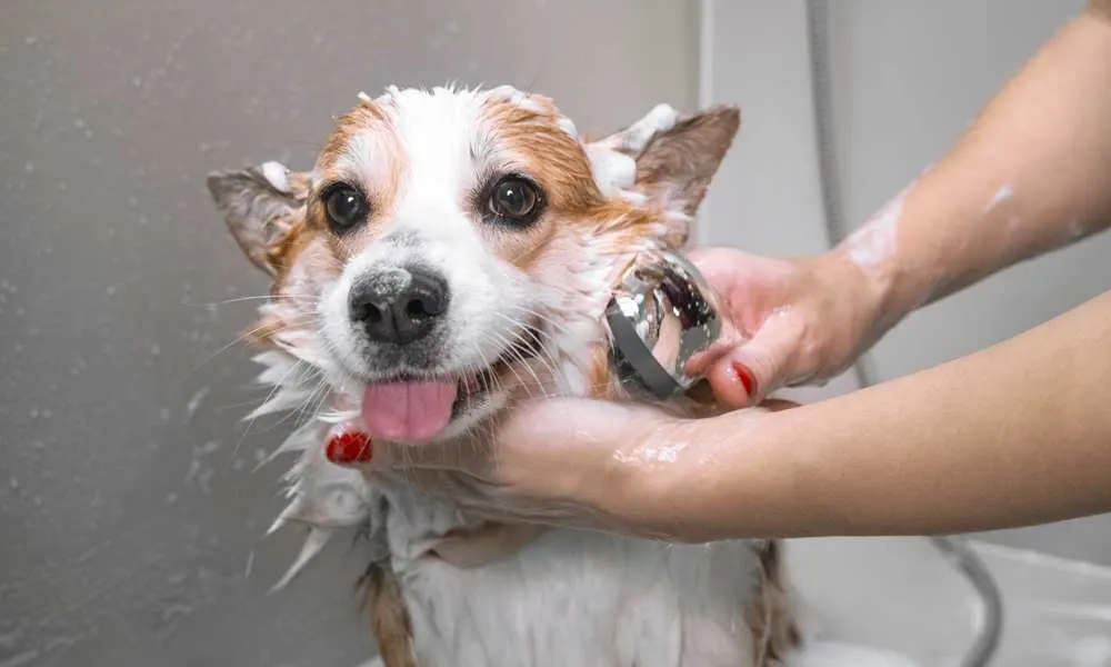 how often should you bathe a corgi