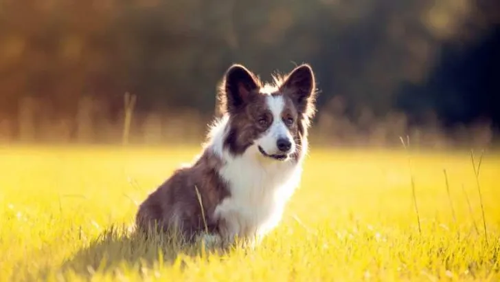 When Do Corgis Get Their Full Coat?
