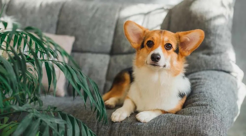 do corgis ever stop shedding