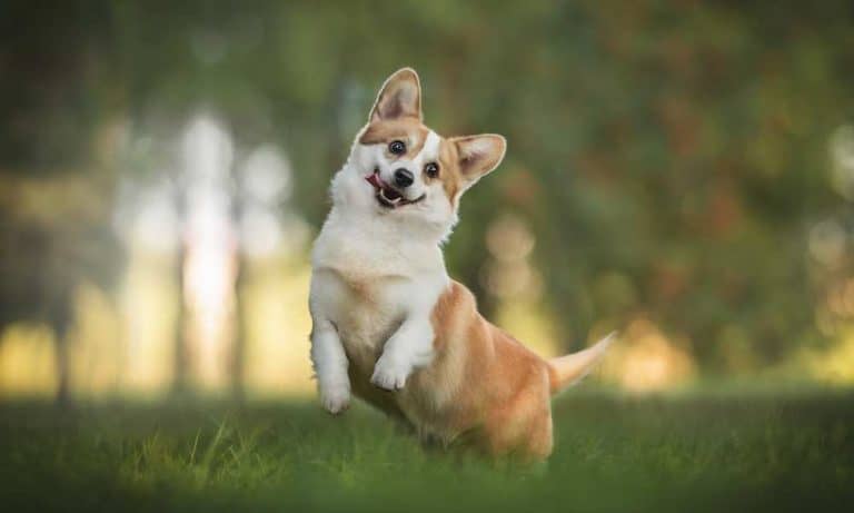 Why Does My Corgi Jump Around? – Corgi Care