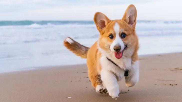When To Spay Corgi? When To Neuter Corgi?