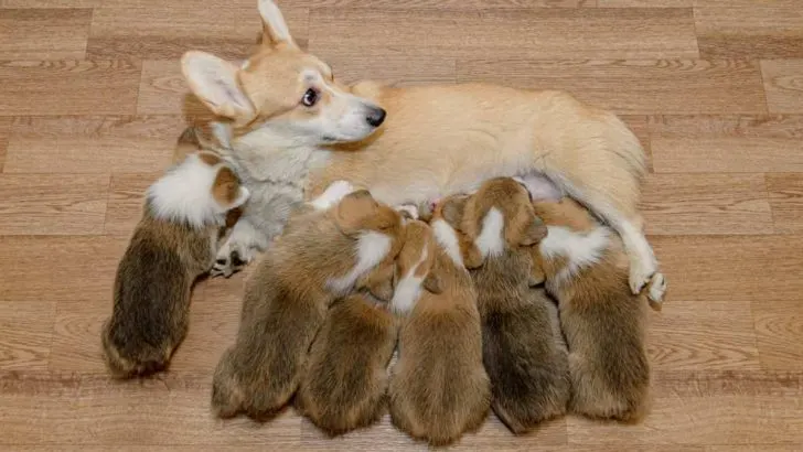 When To Wean Corgi Puppies?