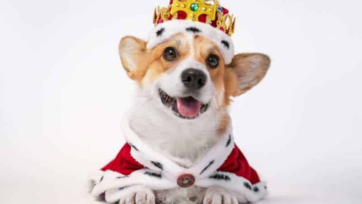 Which Corgi Does The Queen Have?