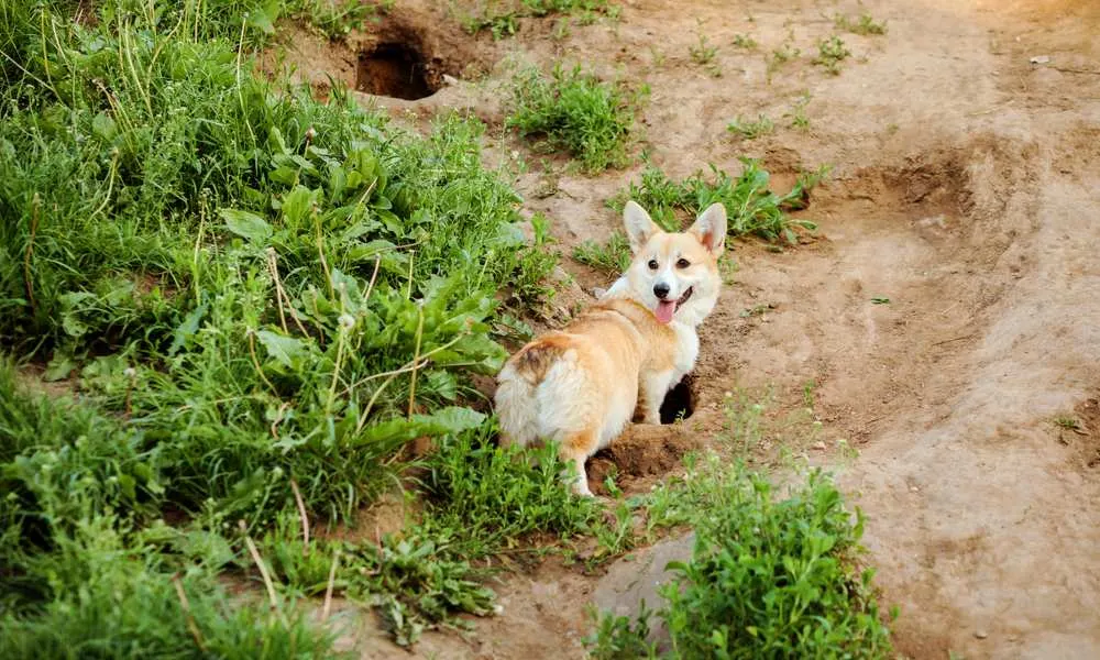 do corgis dig holes