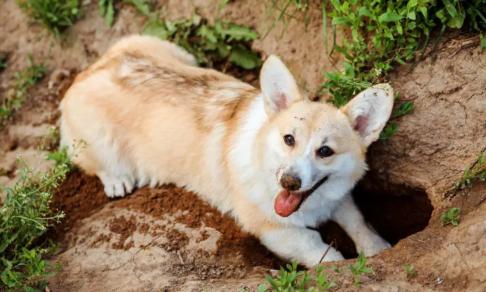 do corgis dig holes